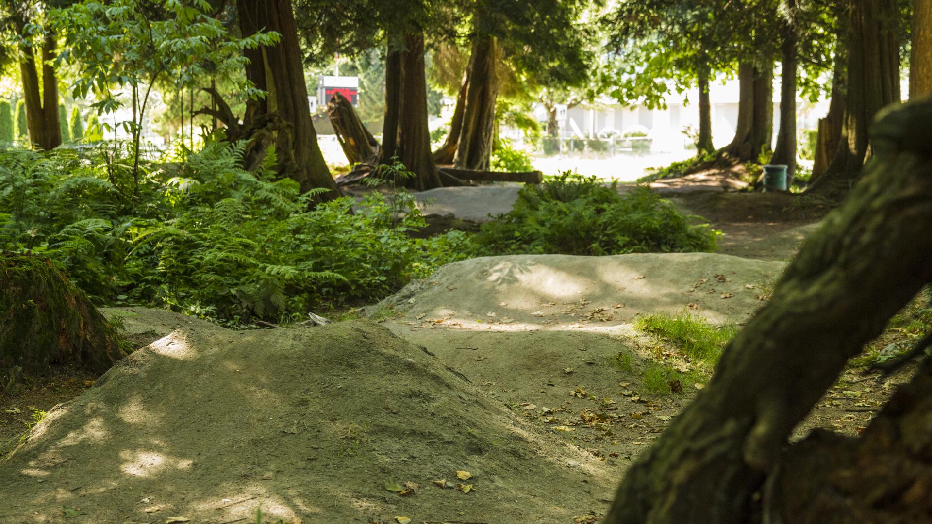 A forest scene looking out toward a sunny clearing.